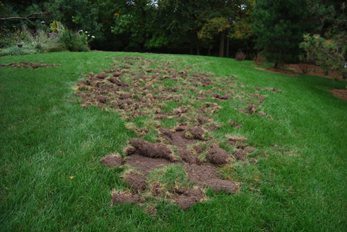 raccoon damage to the lawn